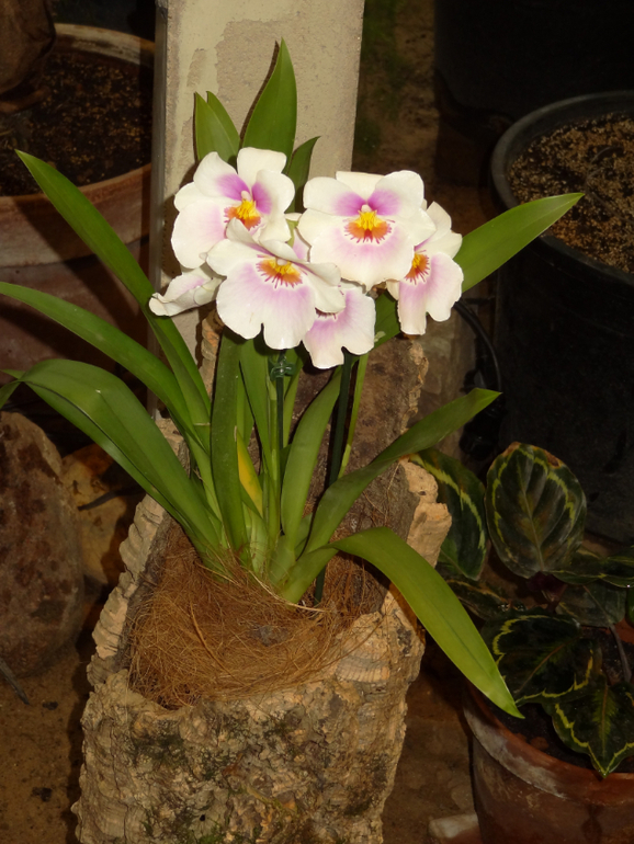 Выставка в аптекарском огороде