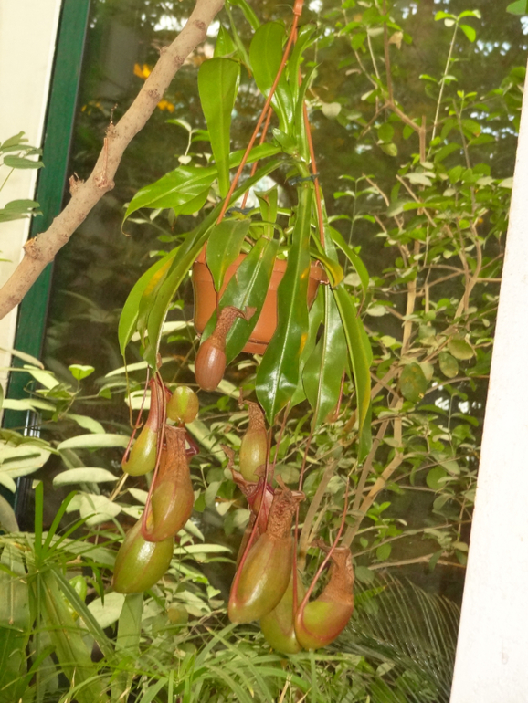 Выставка в аптекарском огороде