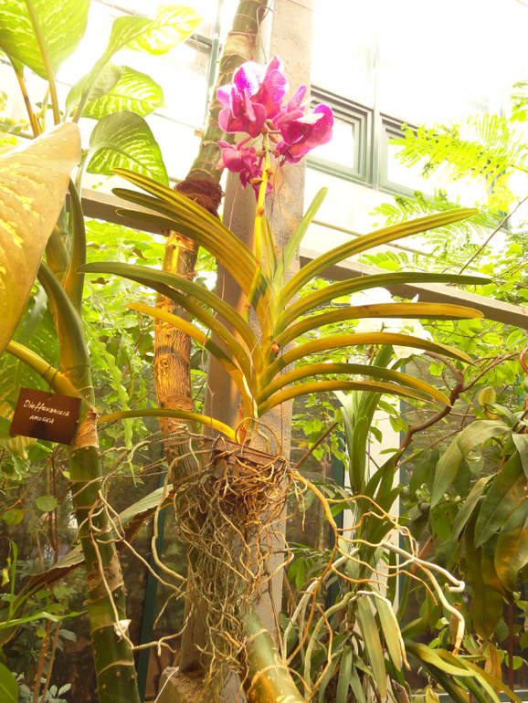 Выставка в аптекарском огороде