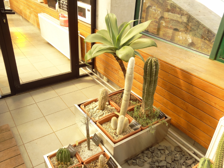 Выставка суккулентов в Аптекарском огороде