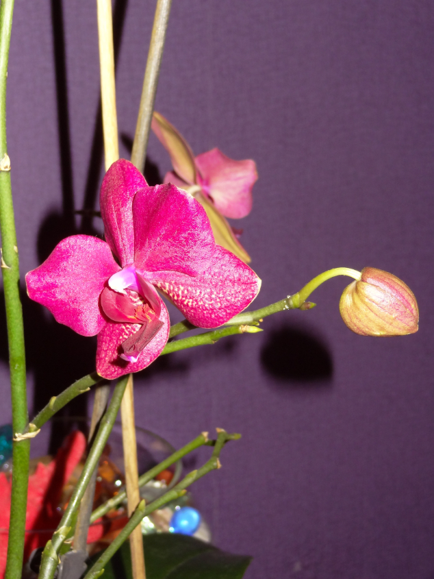 Мои орхидейные новички и не много старичков))))))