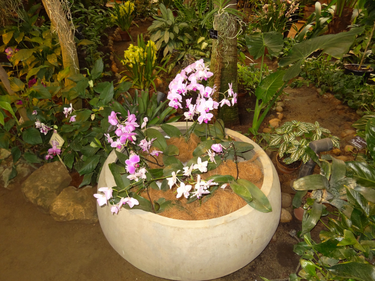 Выставка в аптекарском огороде