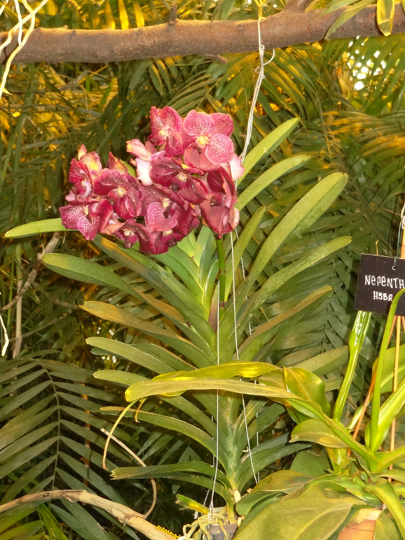 Выставка в аптекарском огороде