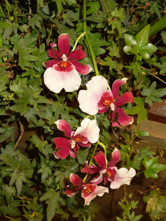 Выставка в аптекарском огороде