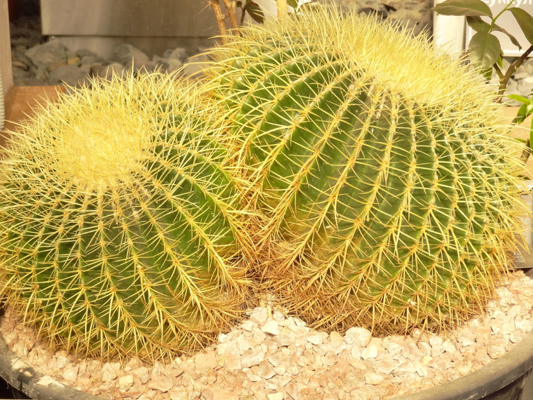 Выставка суккулентов в Аптекарском огороде