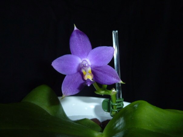 И вот, что еще нашла, практически все это можно приобрести.