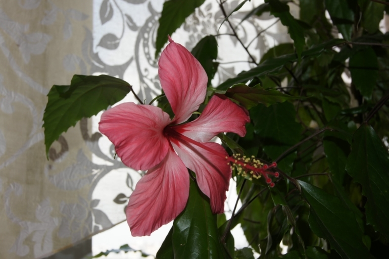 Мои гибискусы