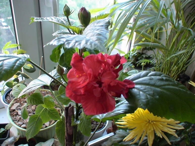 Мои гибискусы