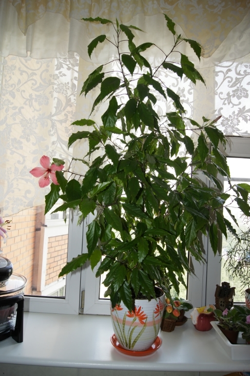 Мои гибискусы