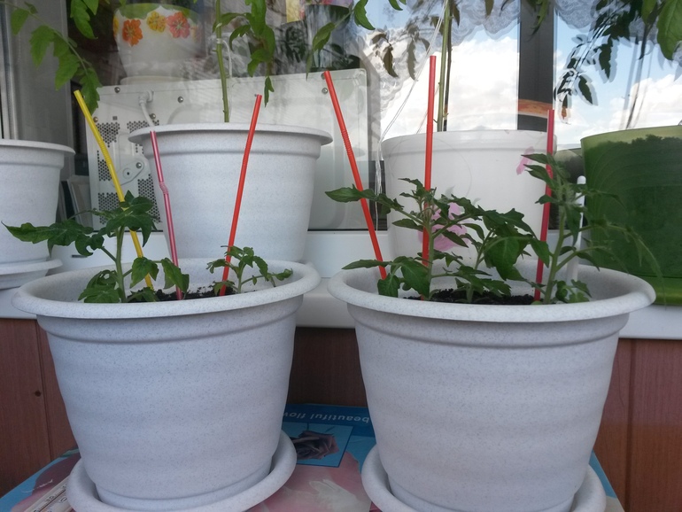 Огород на балконе