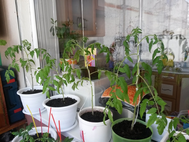 Огород на балконе