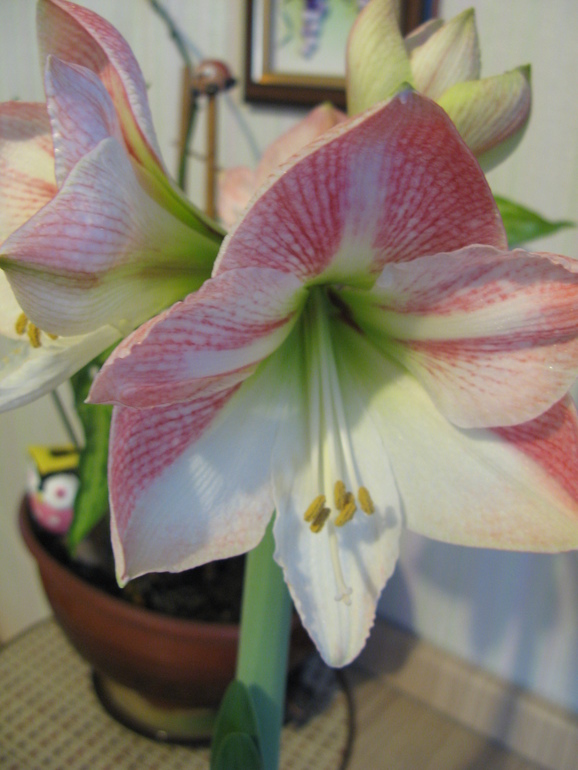 Я вырастила себе весну! Делюсь  с вами)