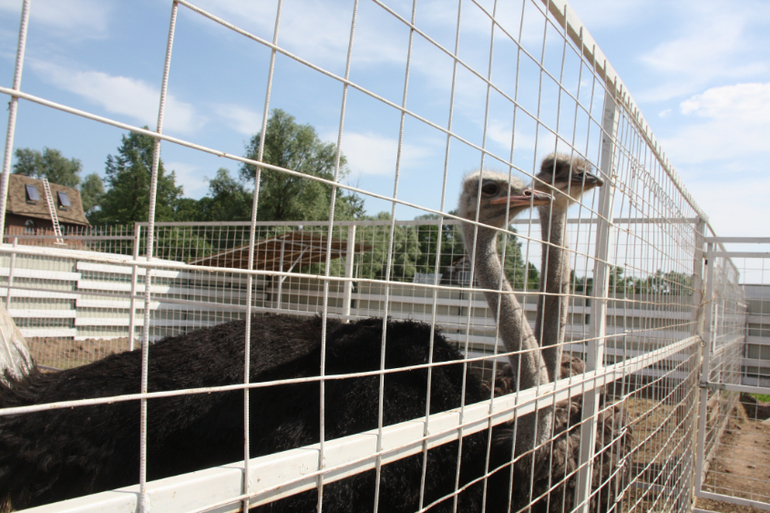Николо-Пешношский православный мужской монастырь