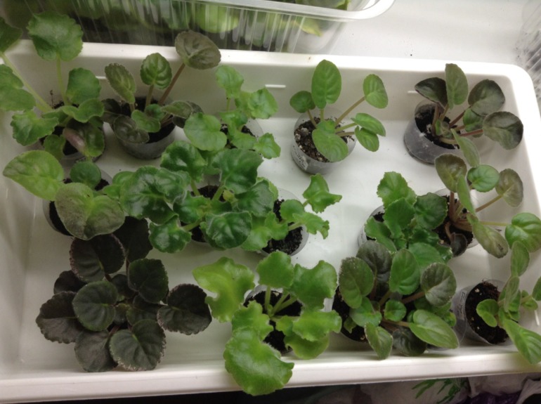 Детки фиалок