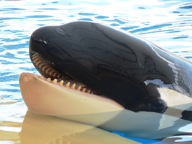 Loro Parque Tenerife (Лоро-парк Тенерифе)