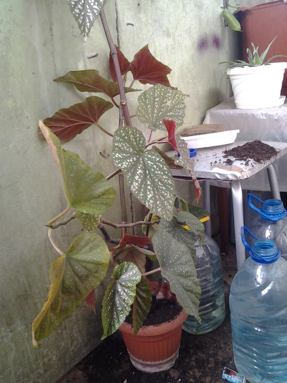 Что за цветик?