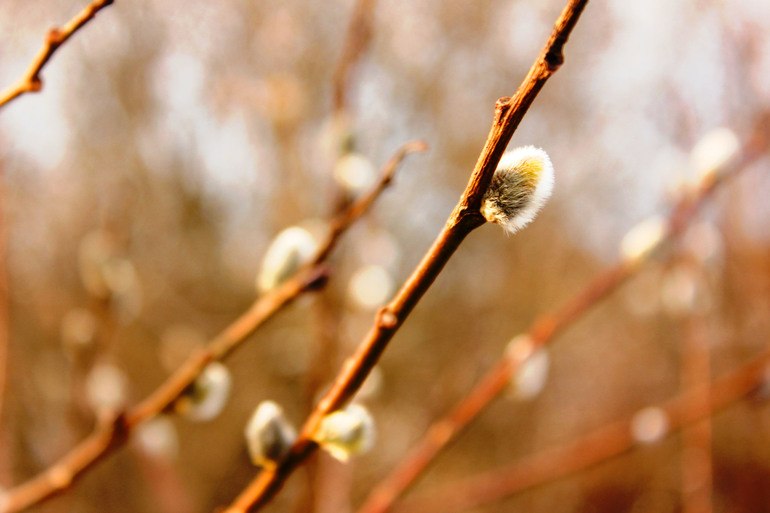 Д/З - Эпизод второй. Композиция. Правило третей.