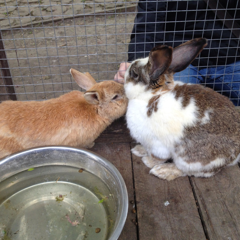 3 мая. Мини зоопарк  Золотые ключи