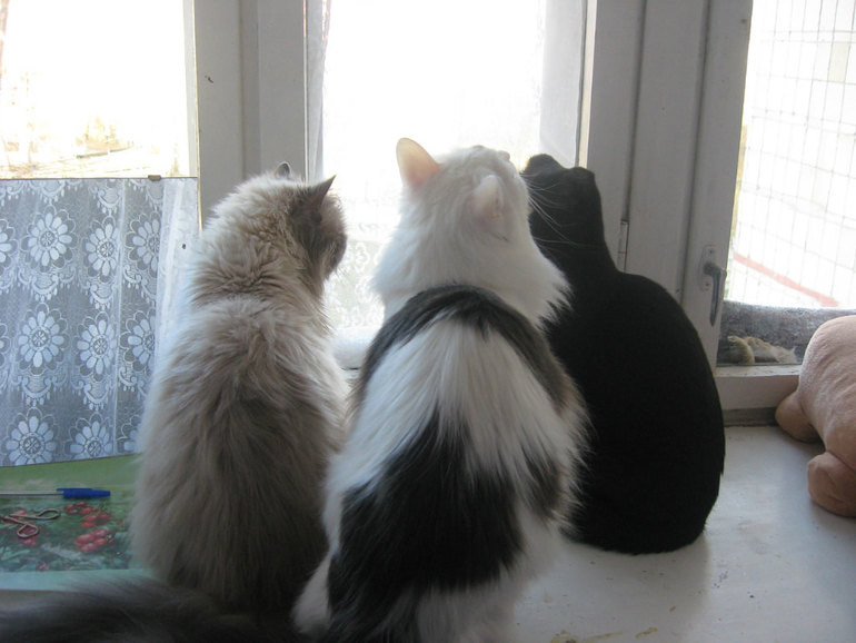 пост для любителей кошек