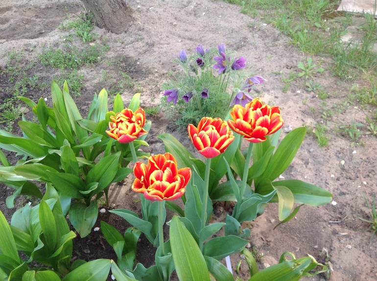 Хвалюсь тем, что выросло...