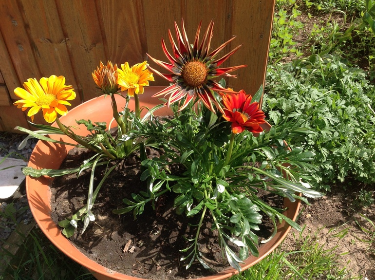 Новые однолетники