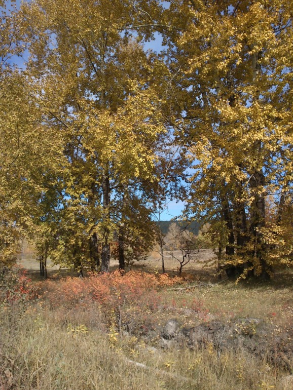 просто шли из магазина