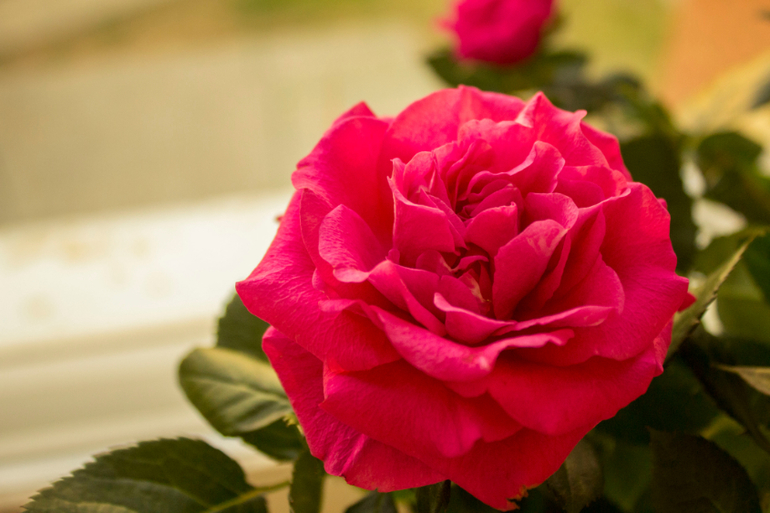 Хвастаюсь)))