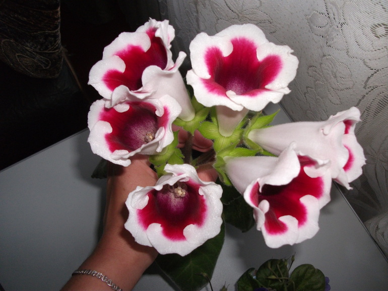 Глоксиния...