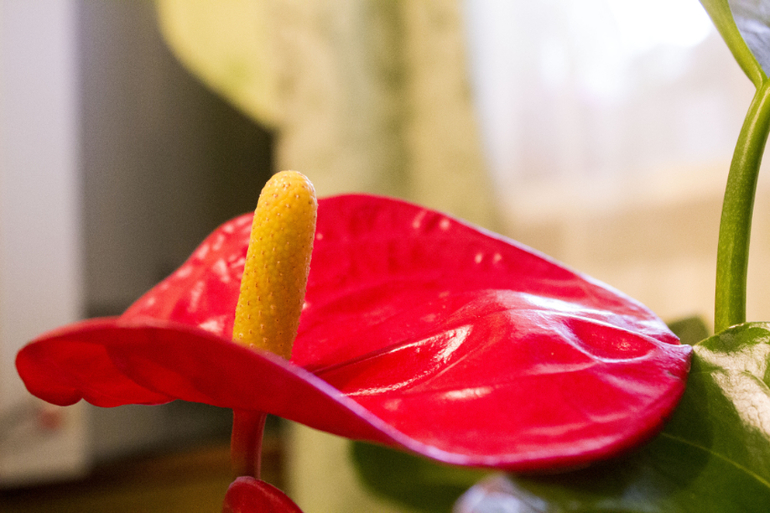 Большоооой цветопост!!!