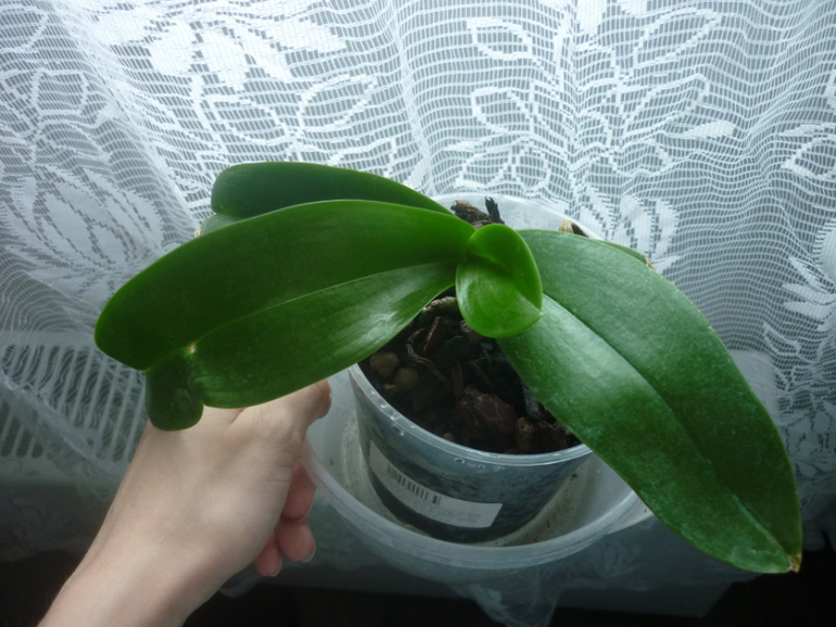 Помогите оценить состояние орхидеи