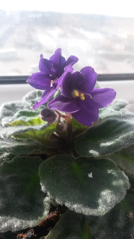 Ну и я покажу свое хозяйство