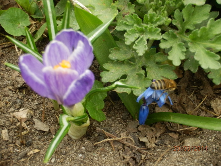 Весна-красна