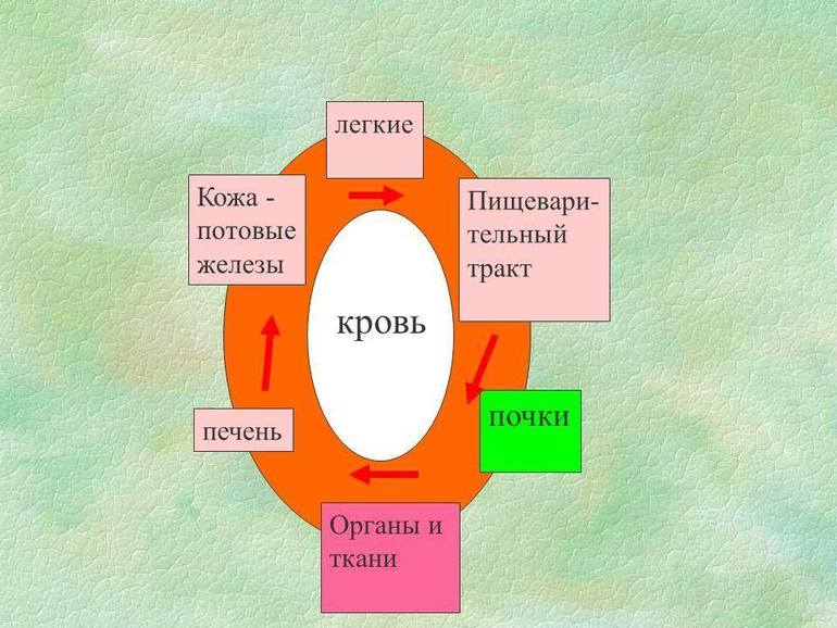 Как образуются камни в почках