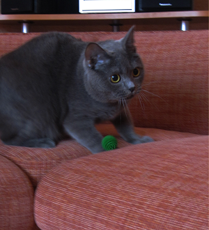 Это у всех британцев или наша предрасположенность ....