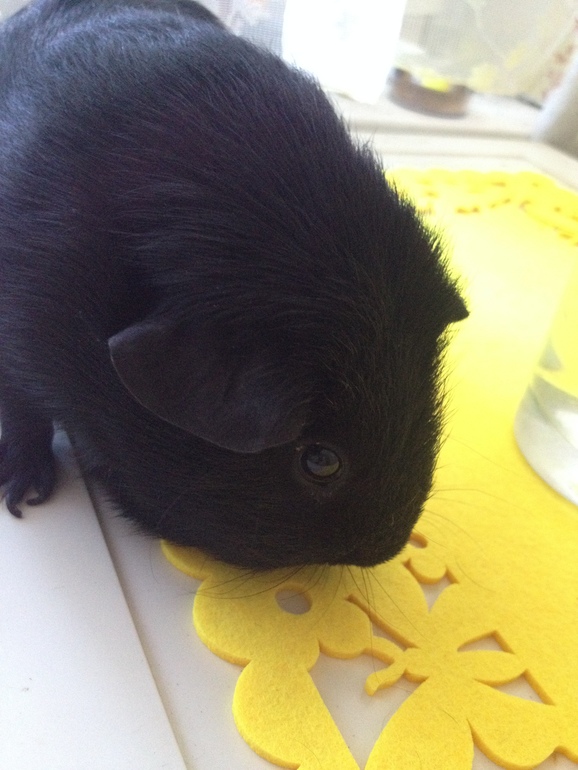 А любите ли вы свинок, как люблю их я? Хрумка.