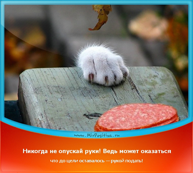 Мои любимые позитивчики