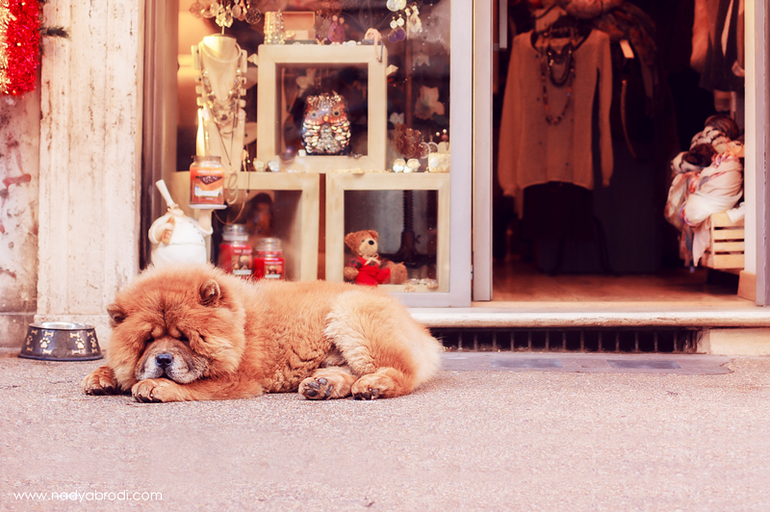 Рим в канун рождества...