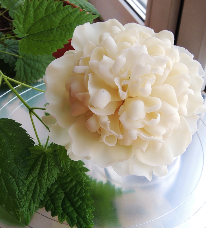 Молочный пион