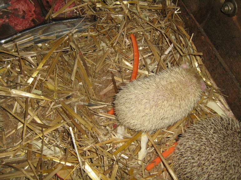 Контактный зоопарк на ВДНХ