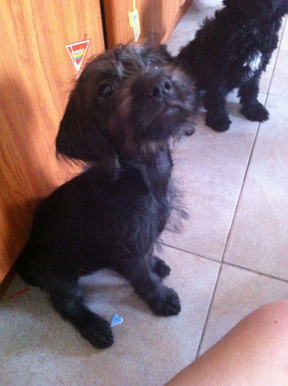 Куда пристроить щенков.