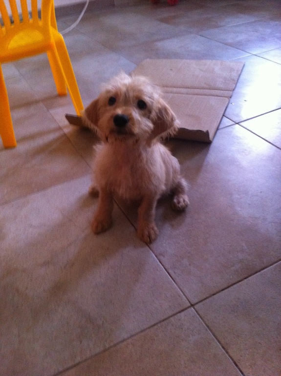 Куда пристроить щенков.