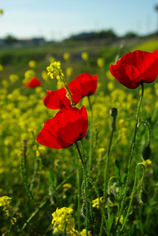 город-герой Новороссийск