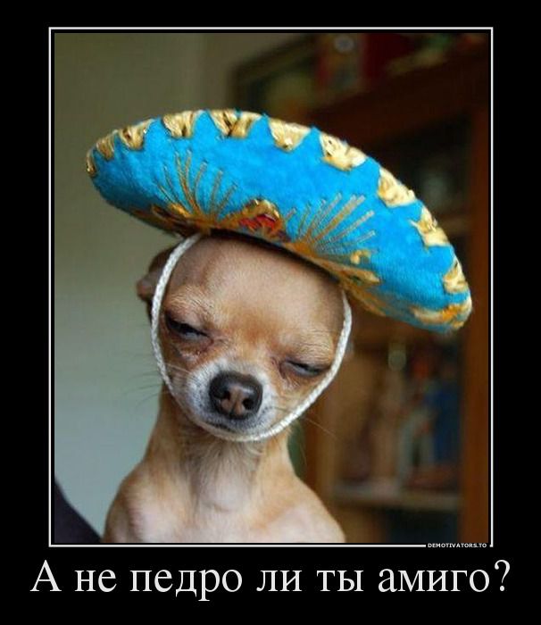 веселые картинки )))