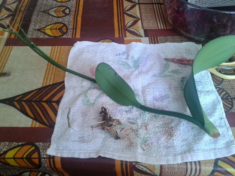 Фаленопсис мой практически умер?! Отрезанные корни.