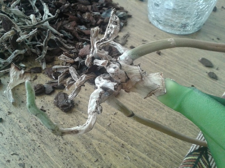 Фаленопсис мой практически умер?! Отрезанные корни.