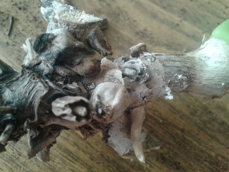 Фаленопсис мой практически умер?! Отрезанные корни.