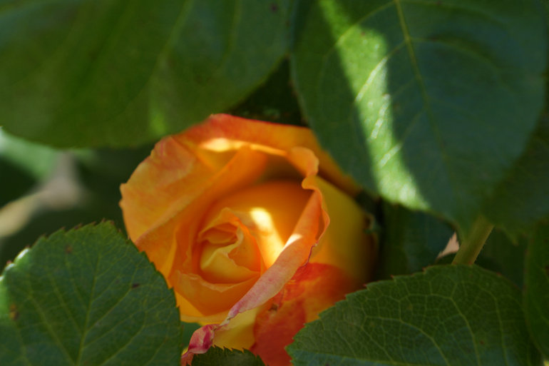 Время роз...