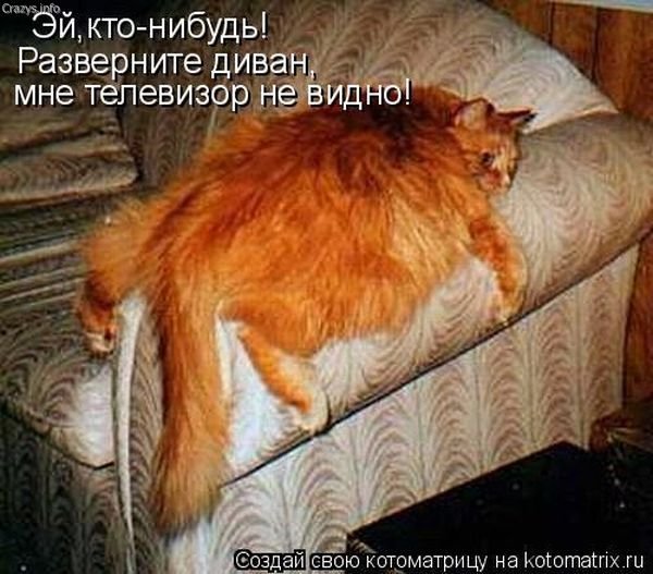 Котики))