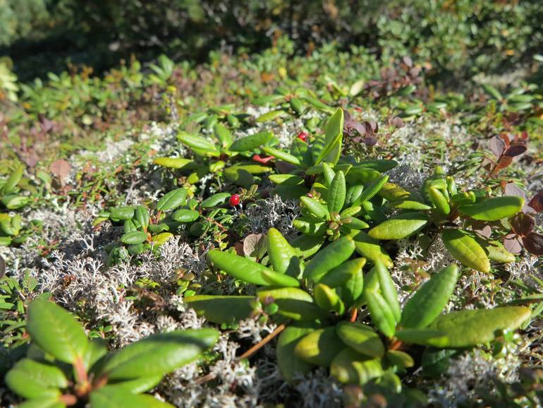 Камчатка - любовь моя. Осторожно, куча фото)