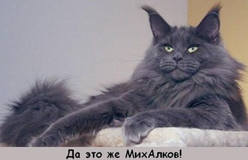 Коты